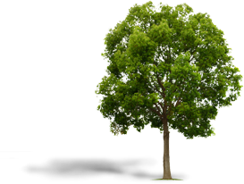 Trees