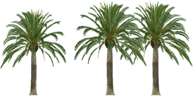 Palms