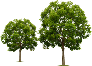Trees